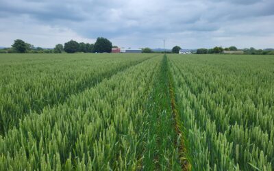 Circular Farming in Focus at Harp Farm Walk